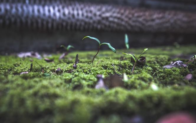 Bytom ma najpiękniejsze cmentarzysko pociągów w Polsce. Zobaczcie, jak tam jest klimatycznie