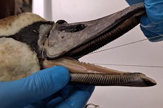 Śmierć w żyłce. Warszawskie ptaki masowo giną przez śmieci wędkarzy