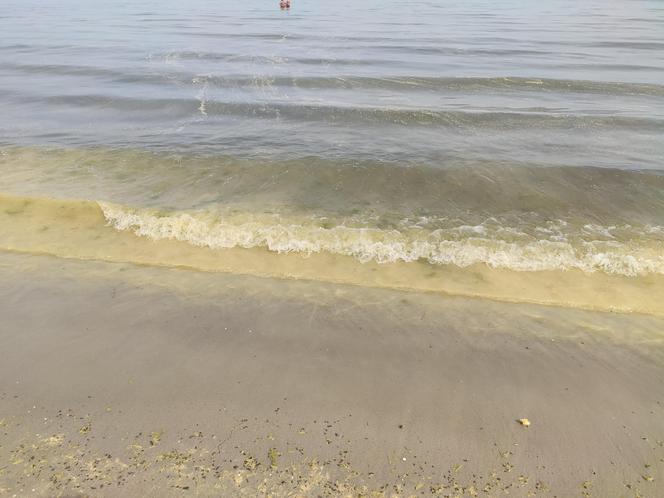 Plaża w Gdyni Śródmieściu. Żółta woda w Bałtyku