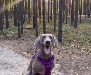 Przejechali mu psa oplem. Zabili moją Sunię