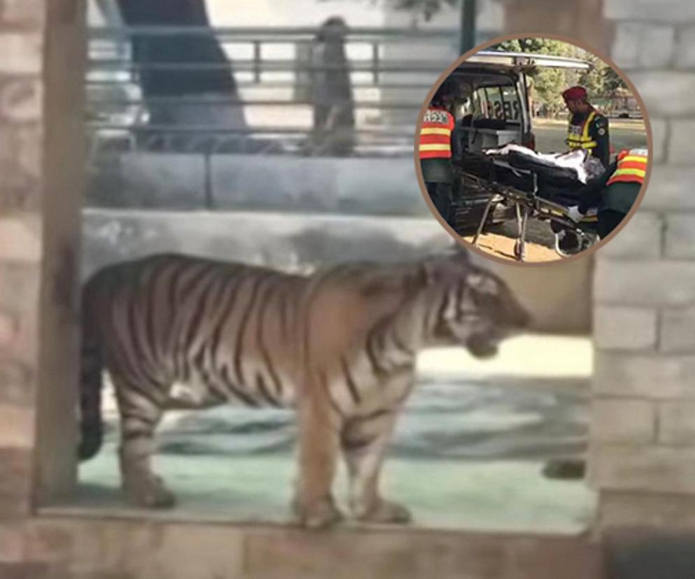 Krwawa jatka w zoo! Tygrys pożarł żywcem człowieka! Znaleziono pół ciała