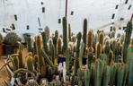 Kaktusy pana Mieczysława potrzebują ciepła