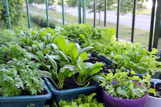 Warzywniak na balkonie – jak założyć ogród warzywny na balkonie i jakie warzywa tam uprawiać?