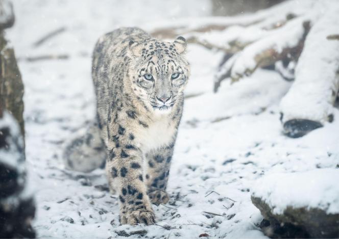 Zima w zoo we Wrocławiu. Zobacz, jak zwierzaki radzą sobie w chłodne dni 