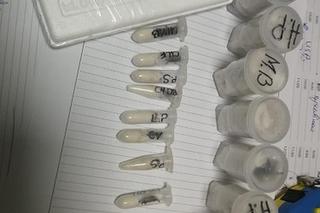 Kutno. Rutynowo sprawdzał zawartość paczki, znalazł kilkadziesiąt pająków! Zgroza w firmie kurierskiej!