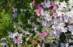 Powojnik (Clematis)