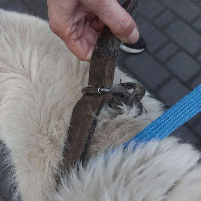 Tak traktowano psa na Podhalu. Właściciel nie zdejmował mu obroży od 12 lat