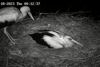 Zarka, Posadek i ich małe boćki