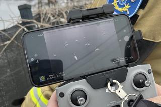 Zachowanie łabędzi niepokoi mieszkańców. Życie ptaków zagrożone?