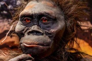 Każdy może zobaczyć słynną Lucy. W Krakowie wystawiono rekonstrukcję sprzed 3,2 mln lat