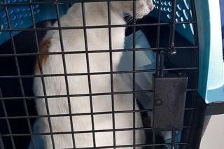 Kot aresztowany! Przemycał narKOTyki do więzienia