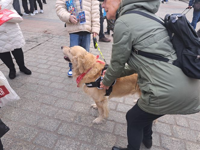 33. Finał WOŚP z grupą krakowskich Golden Retrieverów