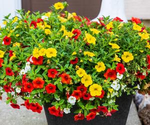 Calibrachoa, Million Bells. Zdjęcia