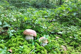 Rozpoczęło się jesienne grzybobranie!