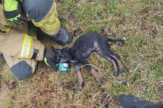 Sochaczew. Kobieta z piątką dzieci uciekła przed pożarem! Strażacy uratowali psa! [ZDJĘCIA]
