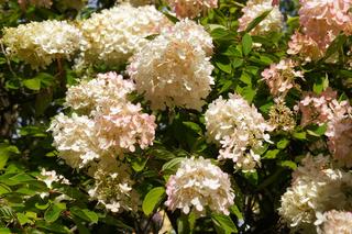 Hortensja bukietowa 'Grandiflora' - śliczna i mało wymagająca odmiana hortensji!