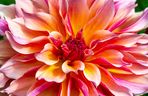 Dalia