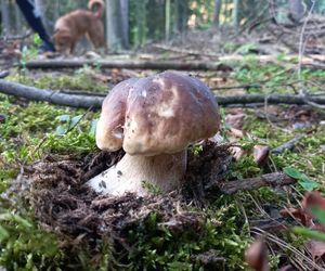 Taaaakie grzybobranie w Świetokrzyskiem. Królują borowiki szlachetne i ceglastopore
