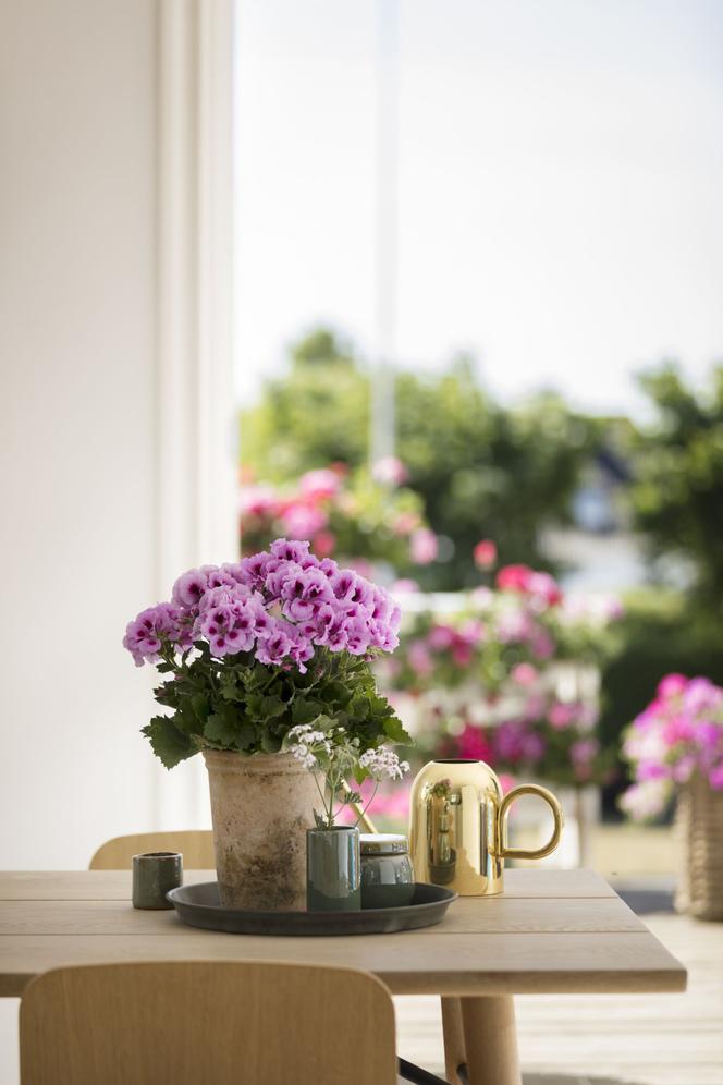 Pelargonie angielskie