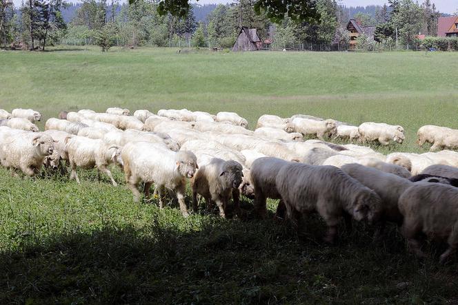 Przyszli bacowie i juhasi szkolą się w Nowym Targu