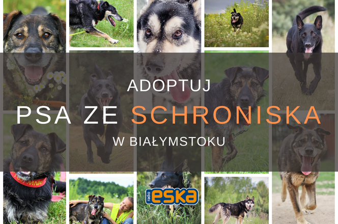 Adoptuj psa ze schroniska! - cz. II. Urocze czworonogi czekają na dom! [ZDJĘCIA]