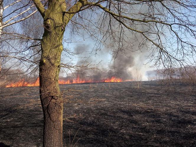 Potężny pożar na Śląsku! Strażacy kilka godzin walczyli z ogniem