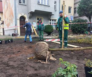 Zamiast asfaltu klomby z roślinami. Zmiany na Tylnej i Wałowej w Lesznie