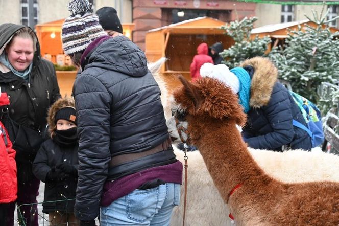 Moc atrakcji na Rudzkim Jarmarku Świątecznym. W programie koncerty, występy i spotkania ze Świętym Mikołajem