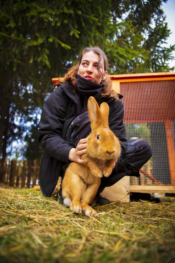 Chorzowski skansen ma nowych mieszkańców. To cztery słodkie króliki