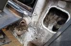 Strażacy z OSP Kołczewo ratowali uwięzionego kota