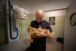 Zwierzęta z pseudohodowli na Ukrainie których nikt nie chce szukają domów w Polsce