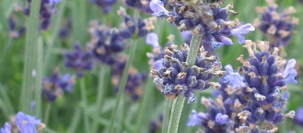 Lawenda wąskolistna  ‘Aromatico’ 