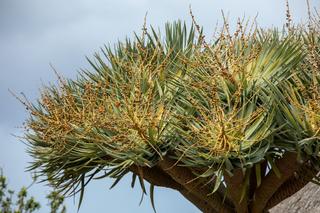 Dracena smocza