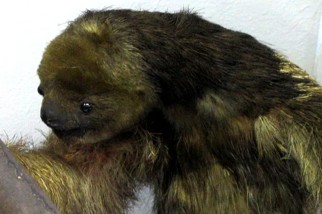 Odkryto nowe gatunki leniwca. Mają głowy jak orzech kokosowy i plerezę