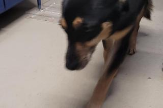 Strażacy uratowali psa z przepustu drogowego