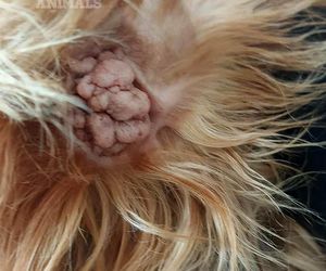 Nie żyje właścicielka pseudo hodowli w Bydgoszczy! 85 psów żyło w strasznych warunkach