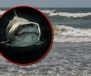 Rekin pojawił się w Bałtyku? Przerażający film krąży po internecie. Lawina komentarzy 