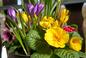 Wiosenna aranżacja balkonu - jakie kwiaty mogą zdobić balkon już w marcu?