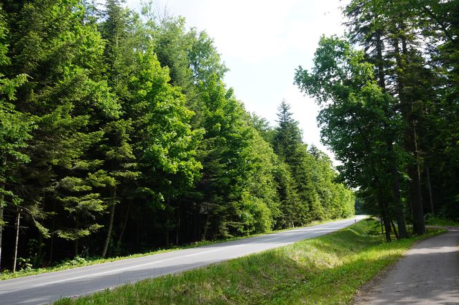 Góry Świętokrzyskie. Puszcza Jodłowa