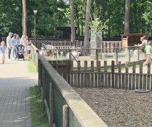 Zaglądamy do mieszkańców bydgoskiego ZOO. Kto mieszka w sercu Myślęcinka?