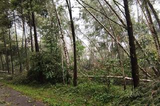 Nawałnica w gminie Lisia Góra łamała drzewa jak zapałki. Potężne zniszczenia [ZDJĘCIA]