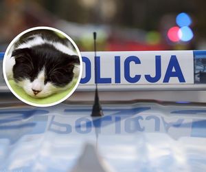 Co za bestialstwo! Kotek przecięty na pół. W tle słychać śmiechy oprawców 
