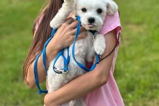 Upał męczy także psy. Wielu z nas popełnia ten błąd.