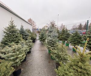 Ceny choinek w łódzkich dyskontach i supermarketach. Ile zapłacimy za choinkę w Lidlu czy Biedronce?