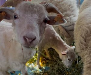 Owce zajadają się słonecznikami