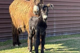 Nowy mieszkaniec zoo w Wojciechowie. To osiołek poitou