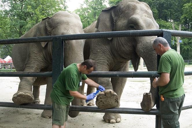 Ludzie nie mogą, ale słonie tak! W krakowskim ZOO zwierzęta przeszły pedicure [ZDJĘCIA]