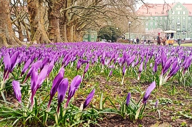 Na Jasnych Błoniach zakwitły krokusy. Niestety są deptane