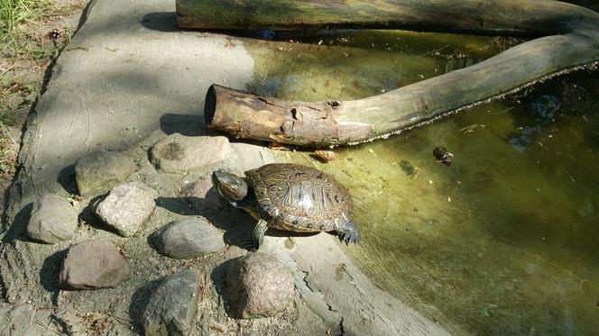 Światowy Dzień Żółwia