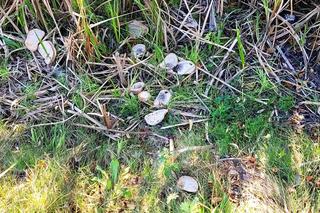 Tychy: Trzy młode łabędzie trafiły do weterynarzy. Jeden zmarł